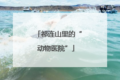 祁连山里的“动物医院”