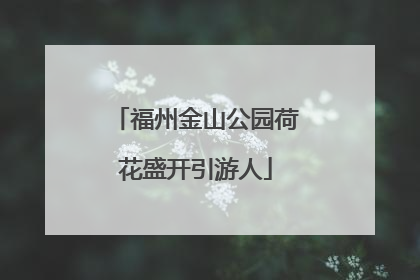 福州金山公园荷花盛开引游人