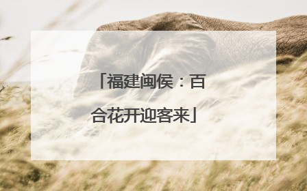 福建闽侯：百合花开迎客来