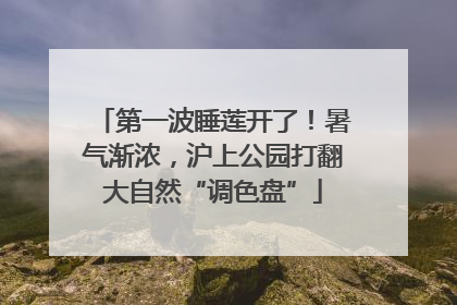 第一波睡莲开了！暑气渐浓，沪上公园打翻大自然“调色盘”