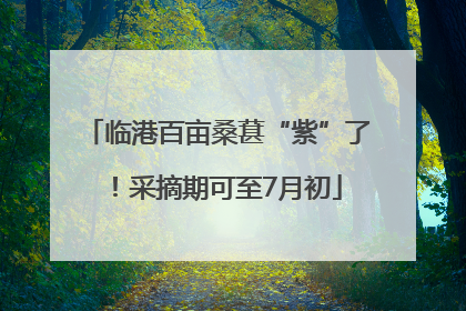 临港百亩桑葚“紫”了！采摘期可至7月初