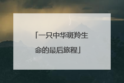 一只中华斑羚生命的最后旅程