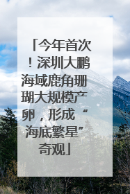 今年首次！深圳大鹏海域鹿角珊瑚大规模产卵，形成“海底繁星”奇观