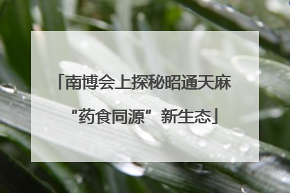 南博会上探秘昭通天麻“药食同源”新生态