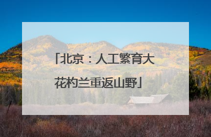 北京：人工繁育大花杓兰重返山野