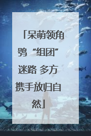 呆萌领角鸮“组团”迷路 多方携手放归自然