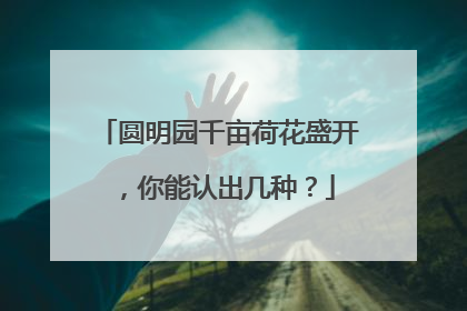 圆明园千亩荷花盛开，你能认出几种？