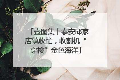 壹图集丨泰安邱家店镇收忙，收割机“穿梭”金色海洋