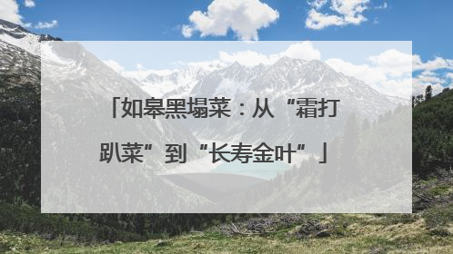 如皋黑塌菜：从“霜打趴菜”到“长寿金叶”