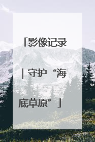 影像记录｜守护“海底草原”
