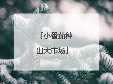 小番茄种出大市场