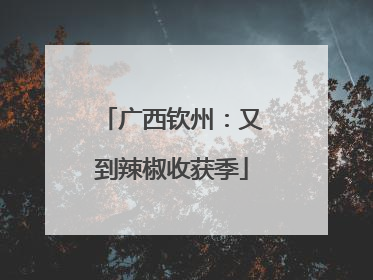 广西钦州：又到辣椒收获季