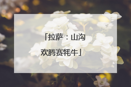 拉萨：山沟欢腾赛牦牛