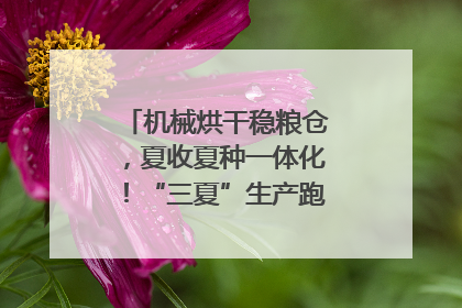 机械烘干稳粮仓，夏收夏种一体化！“三夏”生产跑出加速度｜麦报