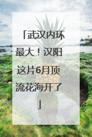 武汉内环最大！汉阳这片6月顶流花海开了