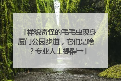 样貌奇怪的毛毛虫现身厦门公园步道，它们是啥？专业人士提醒→