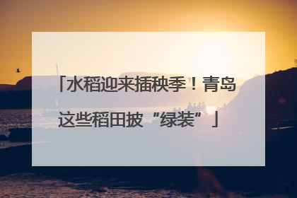 水稻迎来插秧季！青岛这些稻田披“绿装”