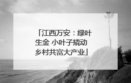 江西万安：绿叶生金 小叶子撬动乡村共富大产业