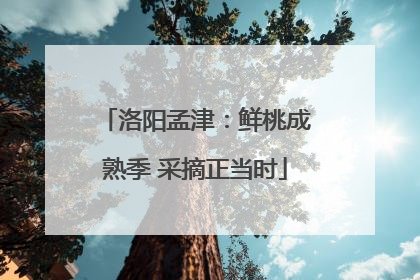 洛阳孟津：鲜桃成熟季 采摘正当时