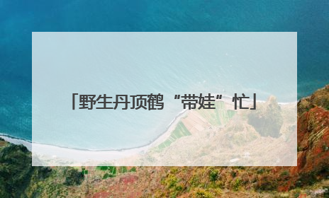 野生丹顶鹤“带娃”忙