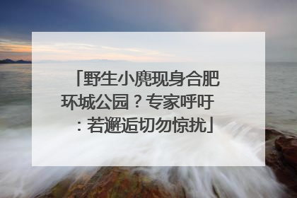 野生小麂现身合肥环城公园？专家呼吁：若邂逅切勿惊扰