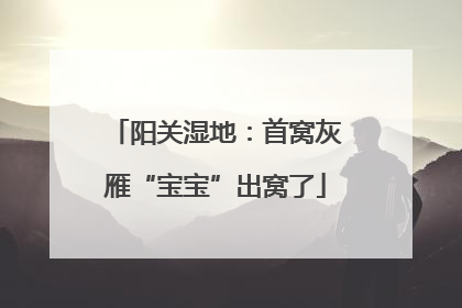 阳关湿地：首窝灰雁“宝宝”出窝了