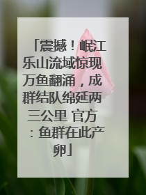 震撼！岷江乐山流域惊现万鱼翻涌，成群结队绵延两三公里 官方：鱼群在此产卵