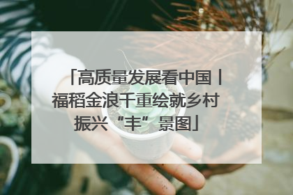 高质量发展看中国丨福稻金浪千重绘就乡村振兴“丰”景图