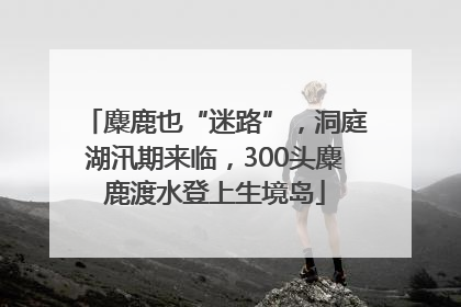 麋鹿也“迷路”，洞庭湖汛期来临，300头麋鹿渡水登上生境岛