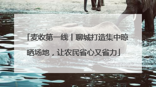 麦收第一线丨聊城打造集中晾晒场地，让农民省心又省力