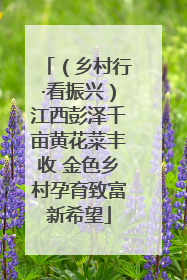 （乡村行·看振兴）江西彭泽千亩黄花菜丰收 金色乡村孕育致富新希望
